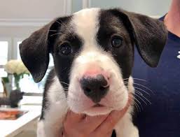 Giving up baby for adoption. Lifeline Puppy Rescue Brighton Colorado
