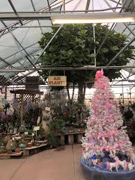 A Giant Fiddle Leaf Fig Tree In The Fort Collins Nursery Gardening Garden Diy Home Flowers Roses Nature In 2020 With Images Fiddle Leaf Fig Fiddle Leaf Fig Tree Fiddle Leaf