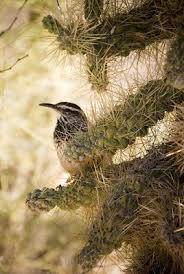 These birds have a long, dark bill that can look somewhat cactus wren habitat and distribution. Arizona Highlights Backyard Plants Cactus Wren Southwest Desert
