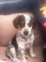 She Was Such A Cute Puppy Mixed Breed Dogs Australian Cattle Dog Puppy Cute Dogs And Puppies