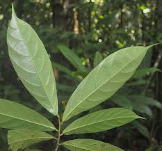 Image result for Antidesma vogelianum