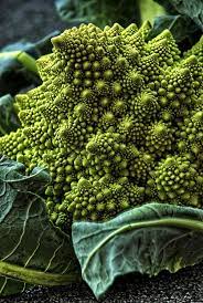 The plants thrive in cool climates and should be planted for fall in areas with hot summers. Broccoli Romanesco The Fractal Vegetable Veggie Garden Seed Company Edible Garden