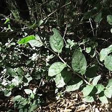 Image result for Erythrococca menyharthii