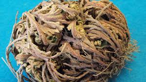 Weder per email noch schriftlich sind wir erinnert worden. Rose Of Jericho Back To Life In 4 Hours Youtube