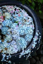 Flowers clipart background 2896 2896 transprent png free. Aesthetic Blue Flowers Tumblr Novocom Top