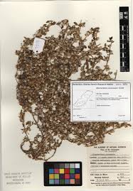 Image result for Alternanthera caracasana
