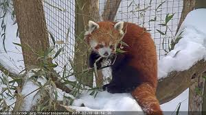 Himalayan/nepalesedelivered fromred pandaatred panda, 161 church st, burlington, vt 05401, usa. Red Pandas Trevor Zoo Live Stream Hd Webcam Ny Usa