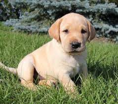 All puppies sold are akc registered. Getapuppy Ca Puppies And Dogs For Sale And Adoption In Canada