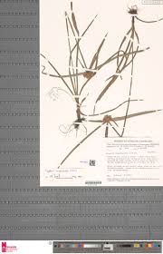 Image result for Cyperus mapanioides