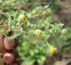 Image result for Grangea maderaspatana