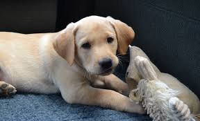 Henry My Yellow Lab Labrador Puppy 2 Months Old Labrador Retriever Labrador Labrador Puppy