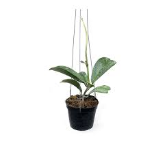 10 results for hoya kerrii. Hoya Kerrii Splash Houseplants Or Indoorplants Joinfolia