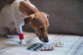 Linksseitige bauchschmerzen können viele ausprägungen haben. Scherzmittel Fur Hunde Diese 8 Schmerzmittel Solltest Du Kennen