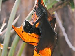 It is possible to eat the bounty from your fruit trees before the birds do. Best Places In The World To See Bats Booking Com