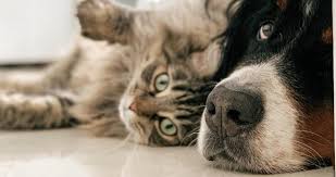 Humane society of boulder valley, boulder, co. Boulder Valley Humane Society