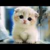 Then the corresponding medication is injected which starts acting immediately by slowly causing your cat to sleep. 1
