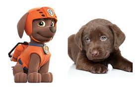 Just some adults talking about paw patrol. Which Member Of The Paw Patrol Is Right For Your Family Petguide