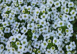 Romantic Flowers Alyssum Flower