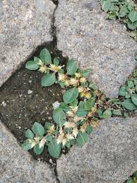 Image result for Alternanthera pungens