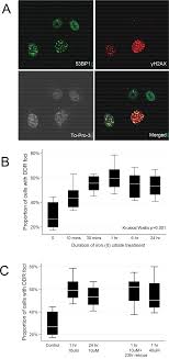 What is a note file? Plos One Low Dose Iron Treatments Induce A Dna Damage Response In Human Endothelial Cells Within Minutes