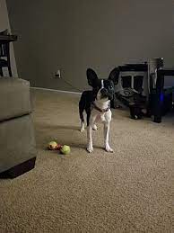 On hotpads we offer the option to select either cats or dogs or both within our search filters. Dothan Al French Bulldog Meet Izzy A Pet For Adoption