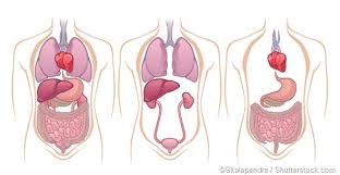 There are two kidneys, each about the size of a fist, located on either side of the spine at the lowest level of the rib cage. Where Are The Kidneys And Liver Located