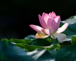 Image result for Lotus
