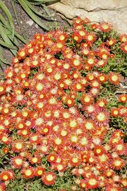 Image result for Delosperma mahonii