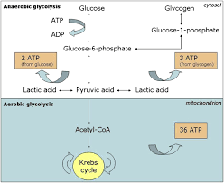 Fat and carbohydrate are important fuels for aerobic exercise and there can be reciprocal shifts in the proportions of carbohydrate and fat that are oxidized. Https Clinicalnutritionespen Com Article S1751 4991 11 00006 0 Pdf