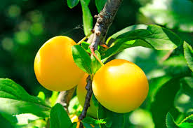 Image result for prunus domestica oullins