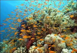 Maybe you would like to learn more about one of these? Oceane Si Mari Intr Un Singur Cuvant Imagini Frumoase Facebook