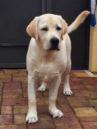 Halley 5 Monthdz Labradorretrieverpuppies Labrador Retriever Labrador Retriever Dog Labrador Dog