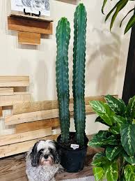 Image result for Cereus jamacaru