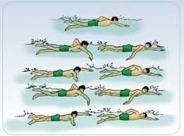 Renang Renang Macam Macam Gaya Renang Dan Cara Melakukannya Penjaskes Co Id