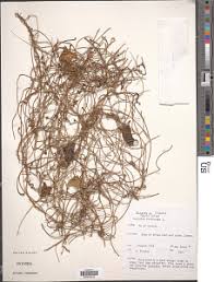 Image result for Orthopichonia schweinfurthii