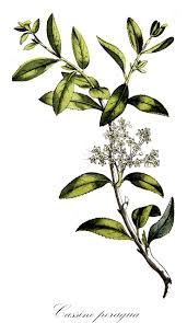 Image result for Pleurostylia capensis