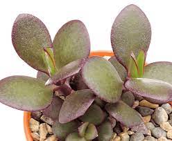 We did not find results for: Why Is My Jade Plant Turning Red With Photos Succulents Network