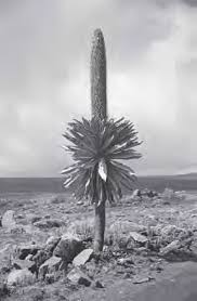 Image result for Tessmannia burttii