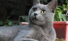 Mavi Rus Kedisi Turleri Ve Ozellikleri Kedi Gen Tr