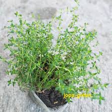 Ekstrak piper betle folim (daun sirih) 300mg, boesenbergia pandurata rhizome (temu kunci) 320mg, curcuma domestica rhizome (kunyit) 540mg, kaempferia galanga rhizome (kencur) 450mg, zingiber offcinale rhizome (jahe merah) 390mg. Bibit Tabulampot Jogja Posts Facebook