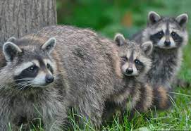6 Fascinating Ways Raccoons Care For Their Young Pest Pointers Tips For At Home Pest Control