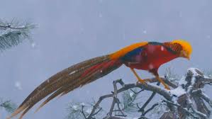 Berikut adalah kumpulan gambar burung dara. Burung Phoenix Merah Langka Terlihat Menikmati Salju Di China Global Liputan6 Com