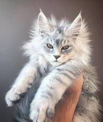 Maybe you would like to learn more about one of these? Maine Coon Cat Cats