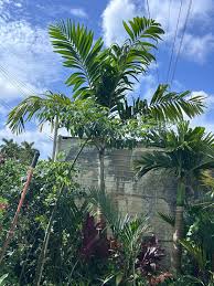 Image result for Wodyetia bifurcata