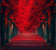 Check out this fantastic collection of red wallpapers, with 52 red background images for your desktop a collection of the top 52 red wallpapers and backgrounds available for download for free. Red Nature Wallpapers Nature Images In Red Colour 1440x1280 Wallpaper Teahub Io