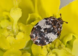 Image result for Pimpinella acutidentata