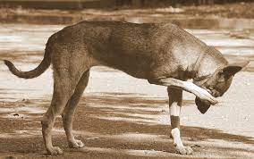 Why Is My Dog Itching After Flea Treatment