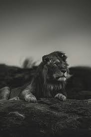 The King Of The Land Lions Animals Animals Wild