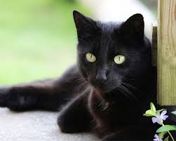 Wie pflanzen sich katzen fort? Zoo Co Katzenrassen
