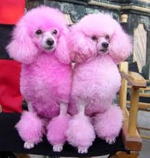 Pink Poodle Pink Poodle Poodle Dog Poodle